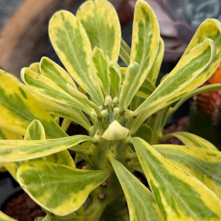 Euphorbia neriifolia f. variegata