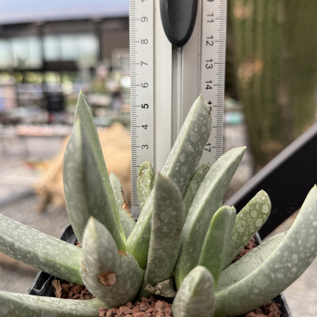 Machairophyllum albidum