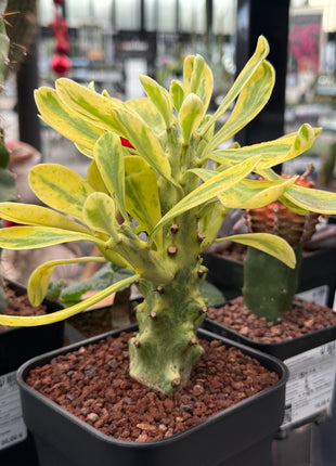 Euphorbia neriifolia f. variegata