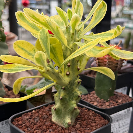 Euphorbia neriifolia f. variegata
