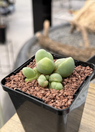 Gibbaeum haagei var. parviflorum