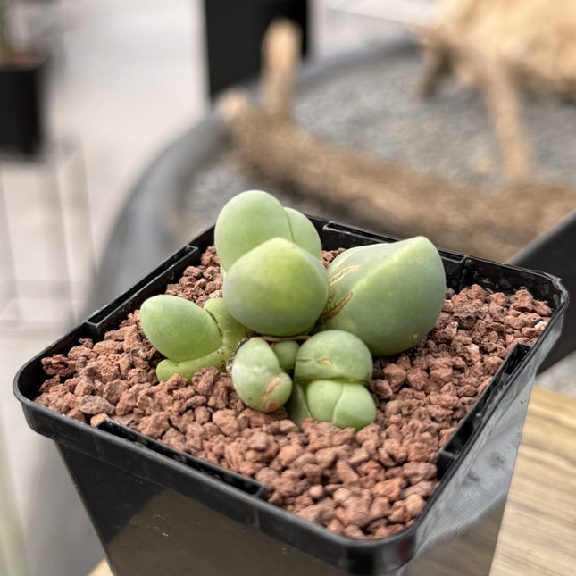 Gibbaeum haagei var. parviflorum