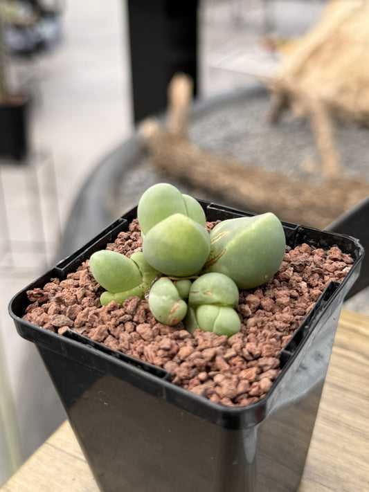 Gibbaeum haagei var. parviflorum