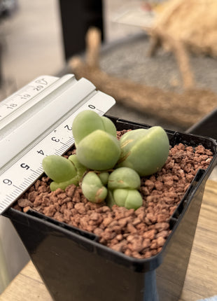 Gibbaeum haagei var. parviflorum