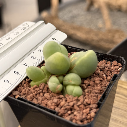 Gibbaeum haagei var. parviflorum