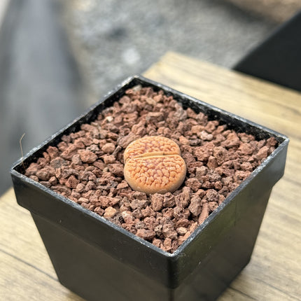 Lithops hookeri var. hookeri