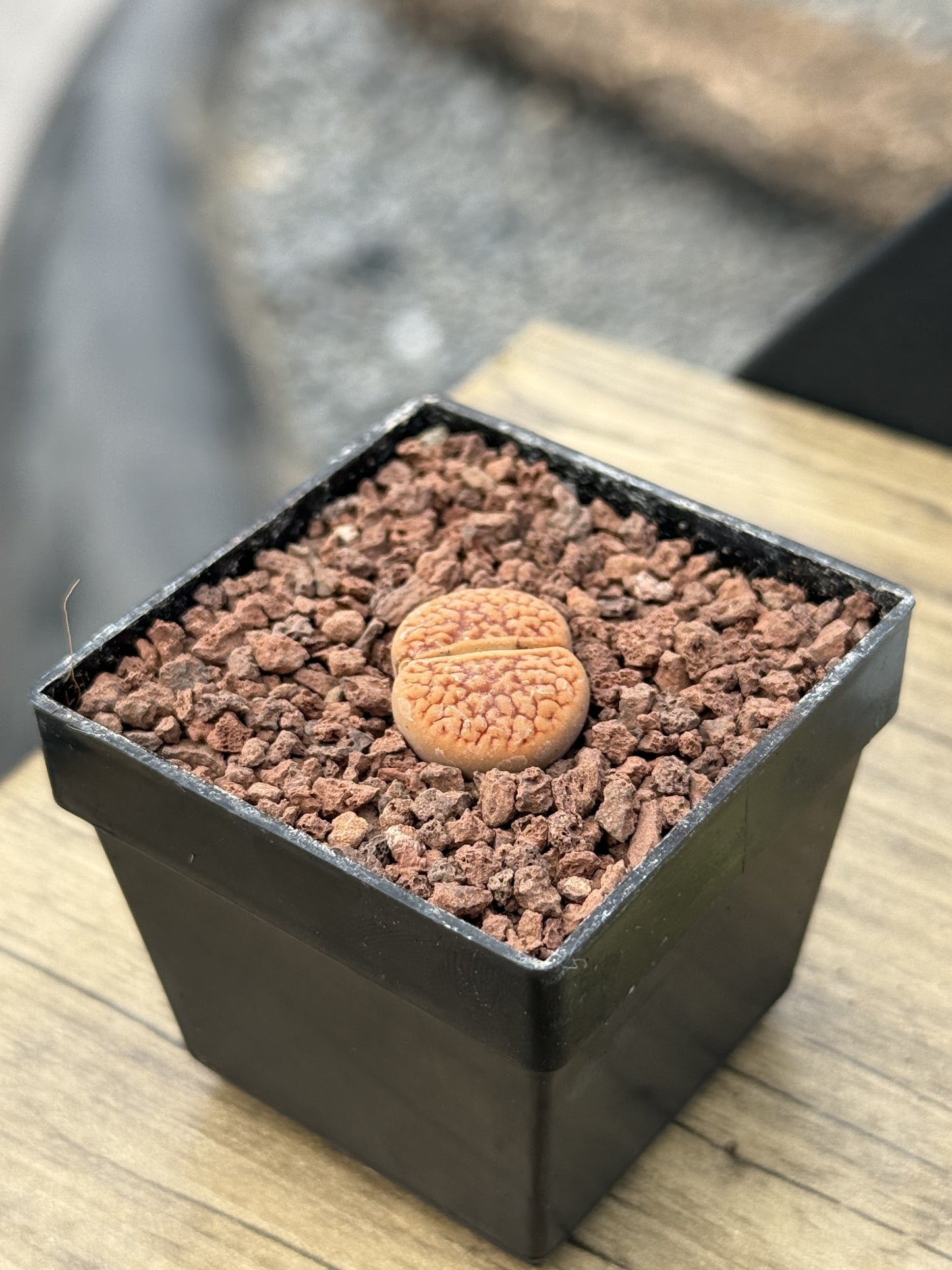 Lithop Hookeri var. Hookeri