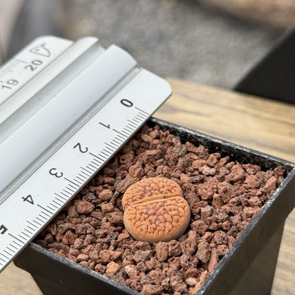 Lithops hookeri var. hookeri