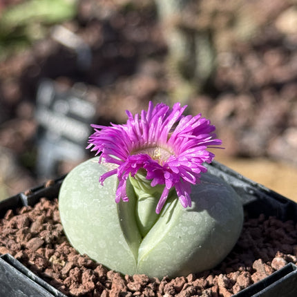 Argyroderma testiculare