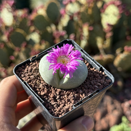 Argyroderma testiculare