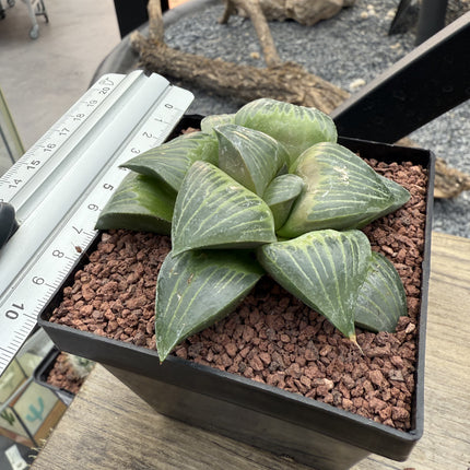 Haworthia retusa var. mythical 'Xishan'