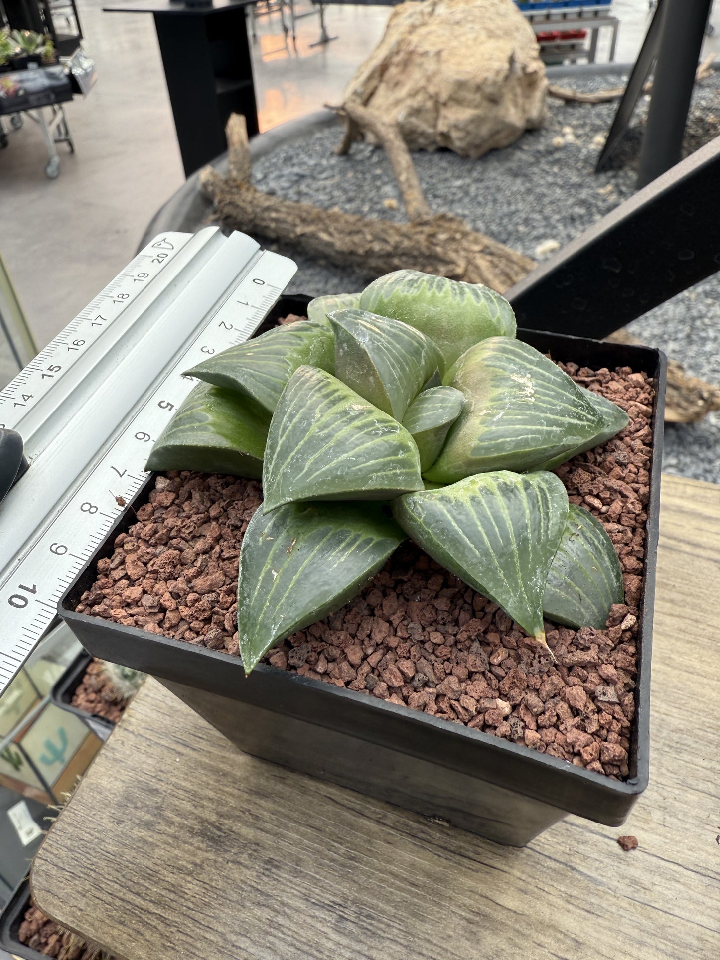 Haworthia retusa var. mythical 'Xishan'