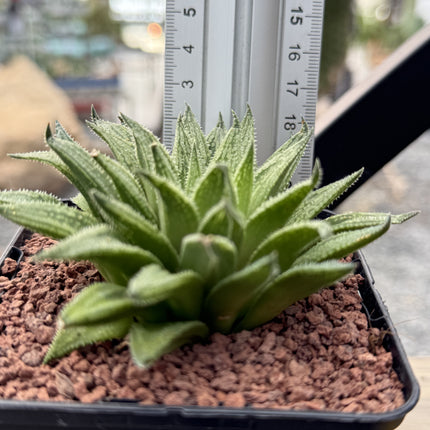 Haworthia marumiana 'Kezagato'