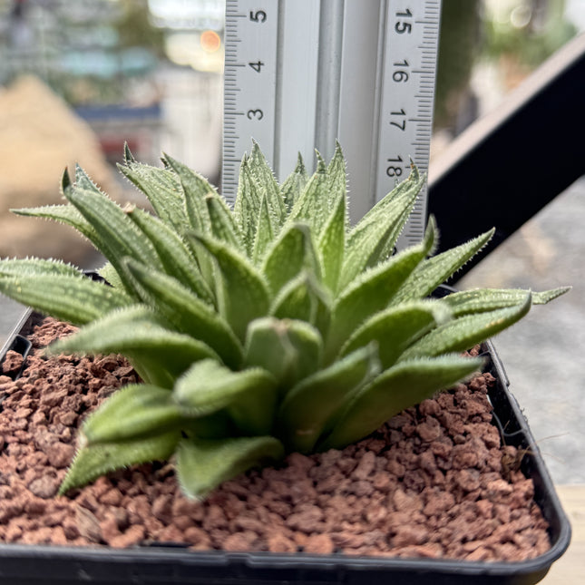 Haworthia marumiana ‘Kezagato’