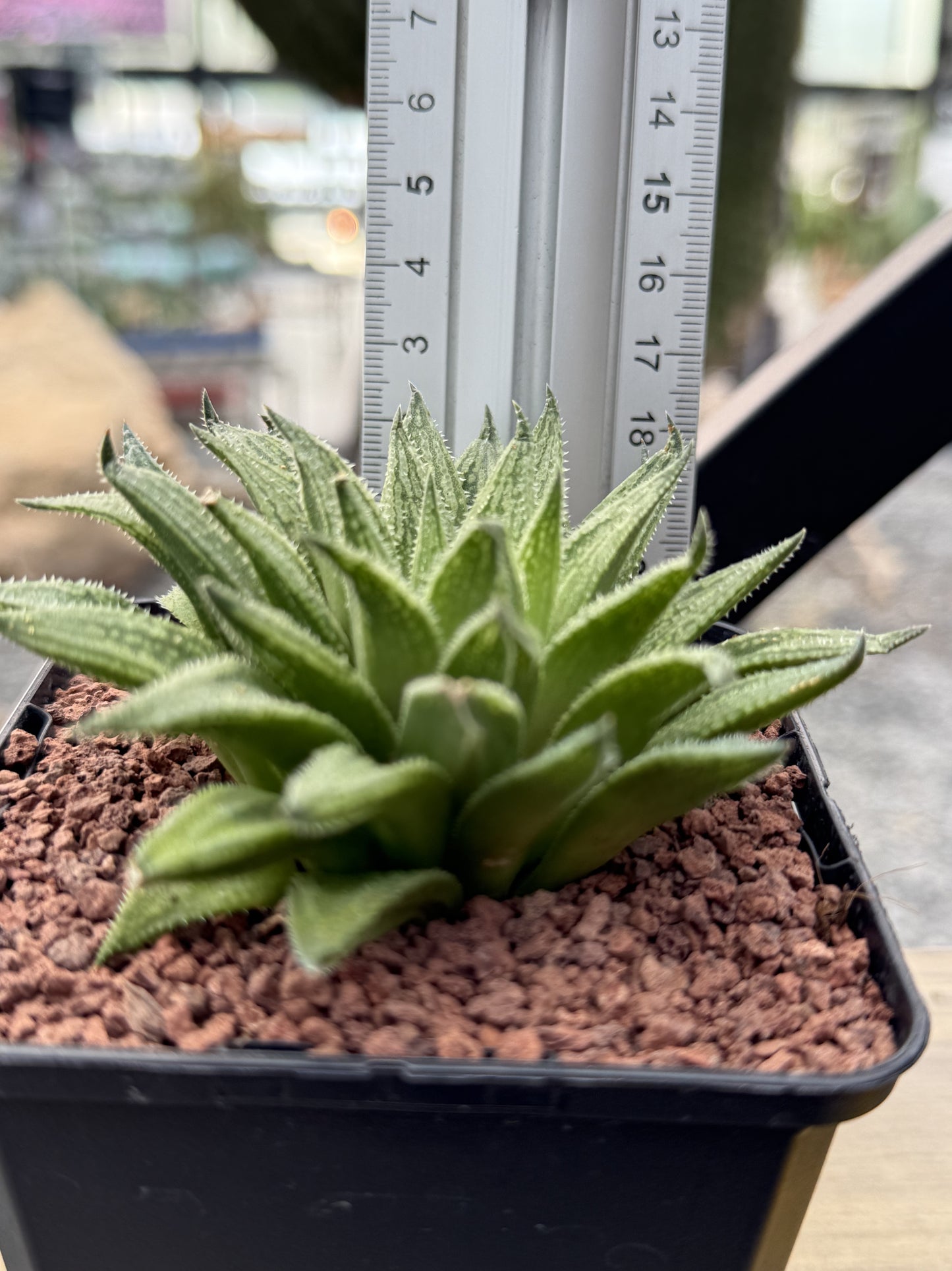 Haworthia marumiana 'Kezagato'