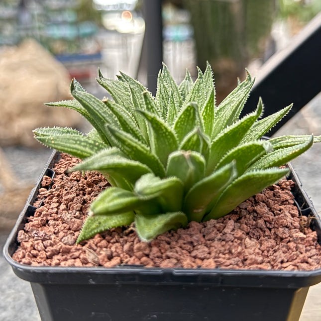 Haworthia marumiana ‘Kezagato’