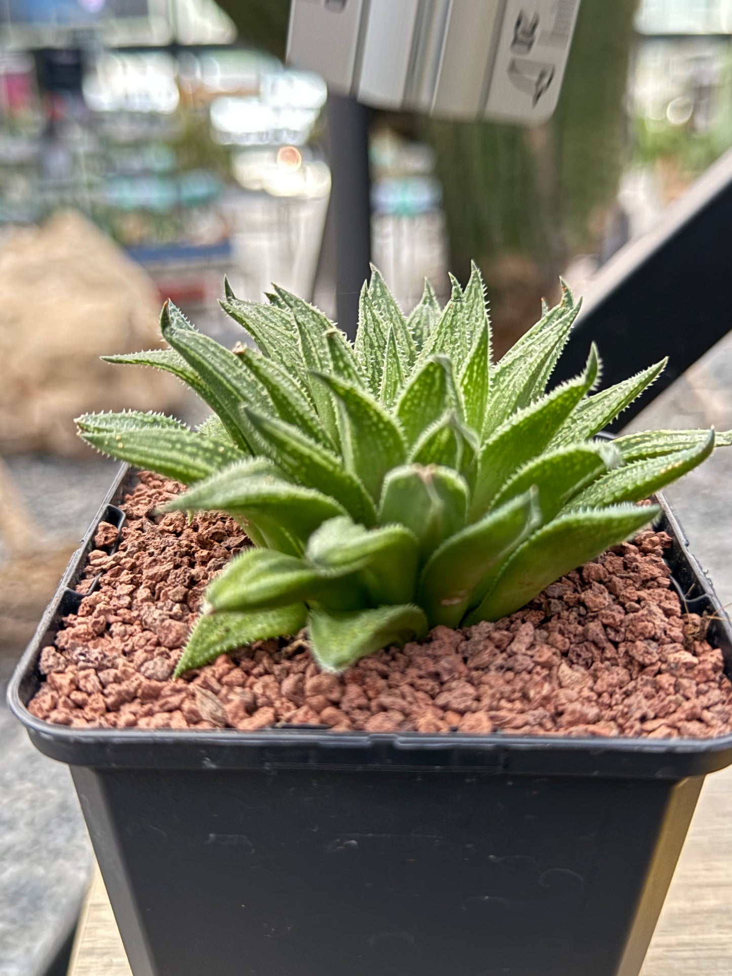 Haworthia marumiana 'Kezagato'