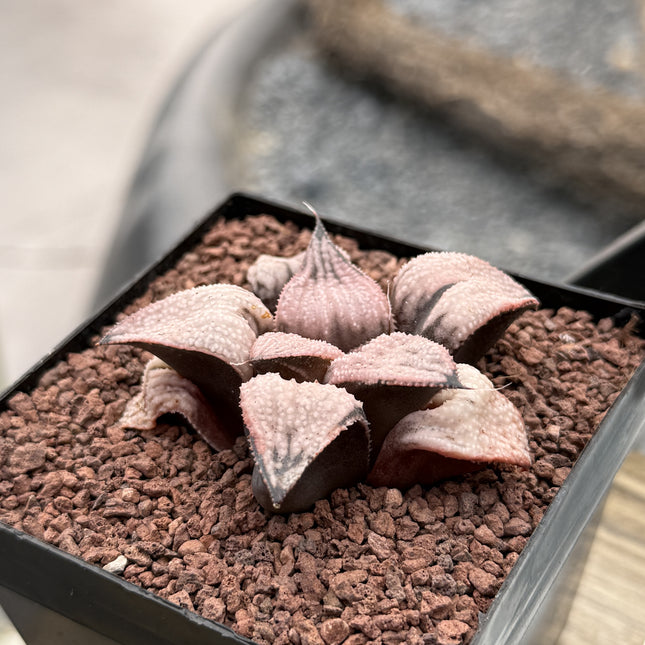 Haworthia ‘Imperial’ concubine