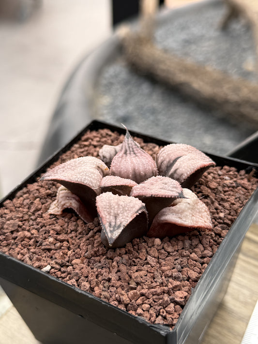 Haworthia ‘Imperial’ concubine