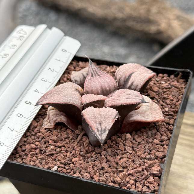 Haworthia ‘Imperial’ concubine
