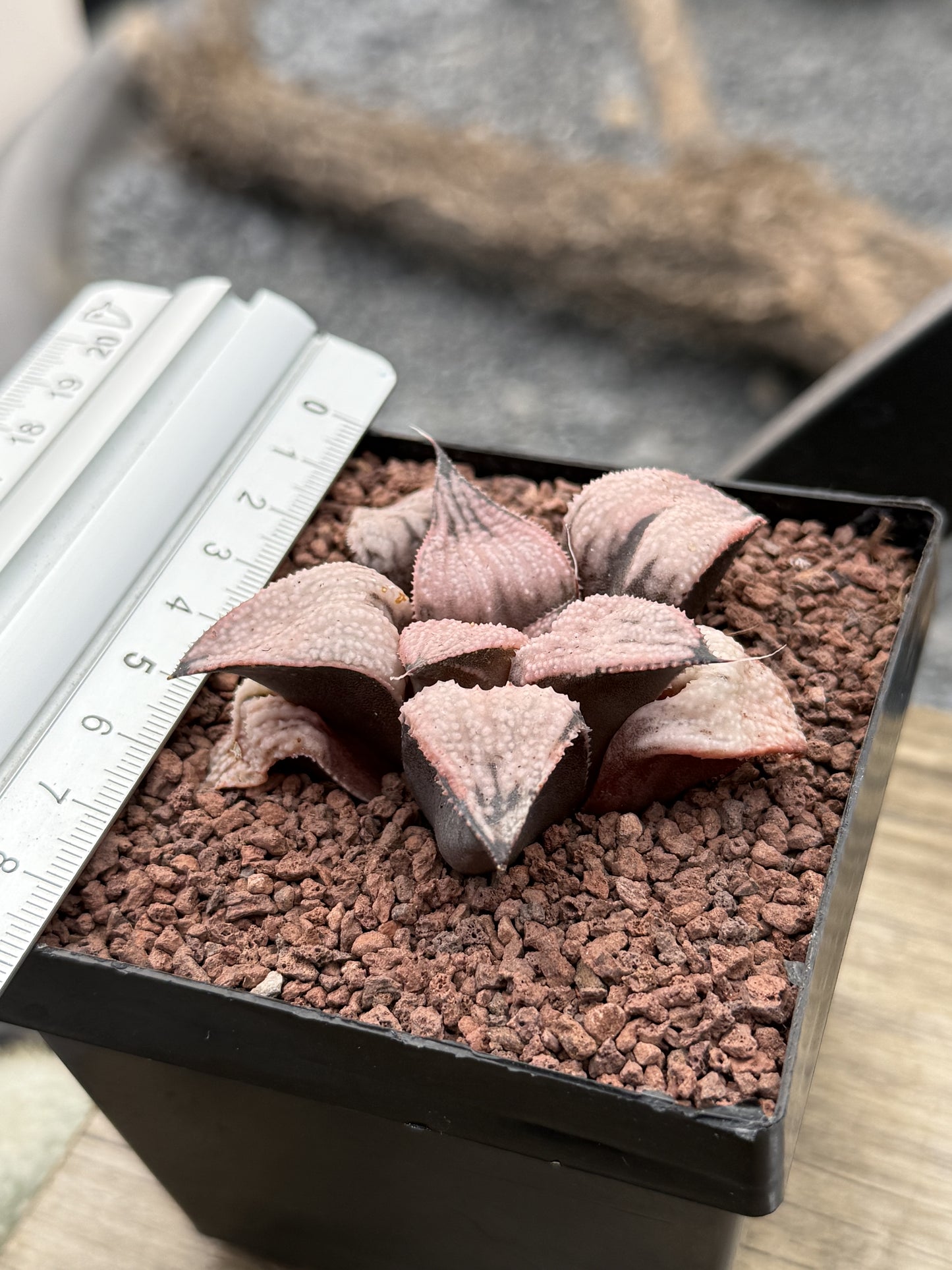 Haworthia ‘Imperial’ concubine