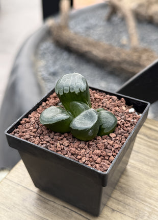 Haworthia 'Princess Jikkei'