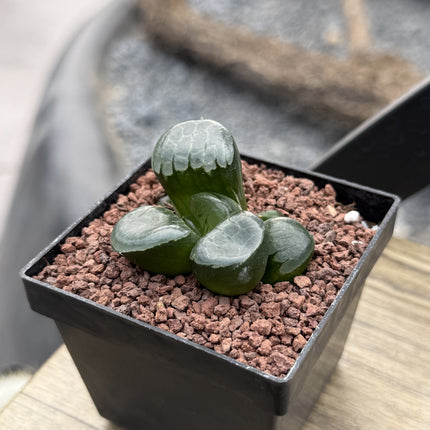 Haworthia 'Princess Jikkei'