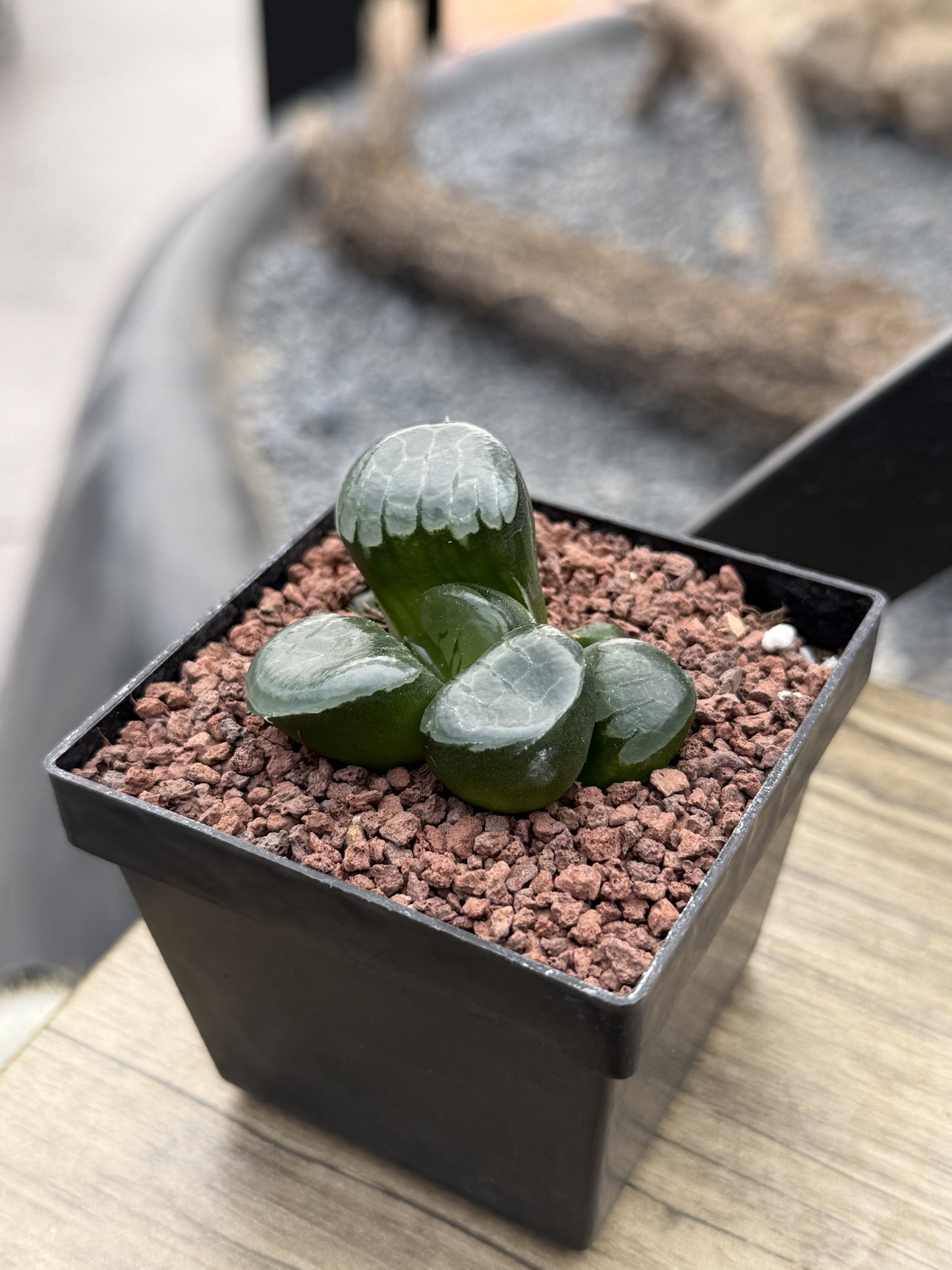 Haworthia ‘Princess Jikkei’