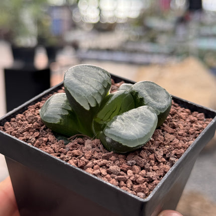 Haworthia 'Princess Jikkei'
