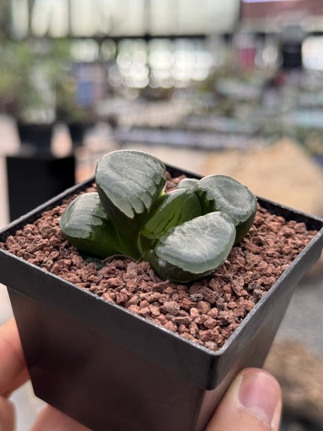 Haworthia „Prinzessin Jikkei“