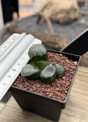 Haworthia 'Princess Jikkei'