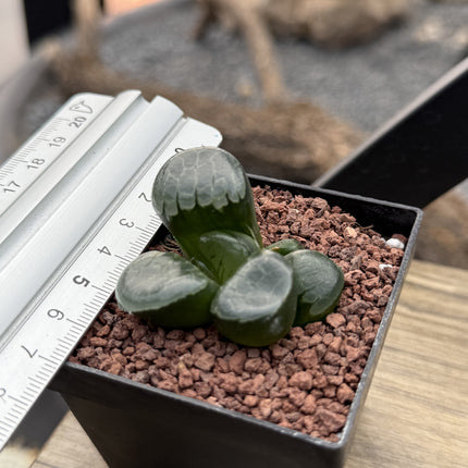 Haworthia 'Princess Jikkei'