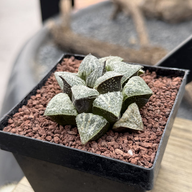Haworthia ‘Snow Scene’