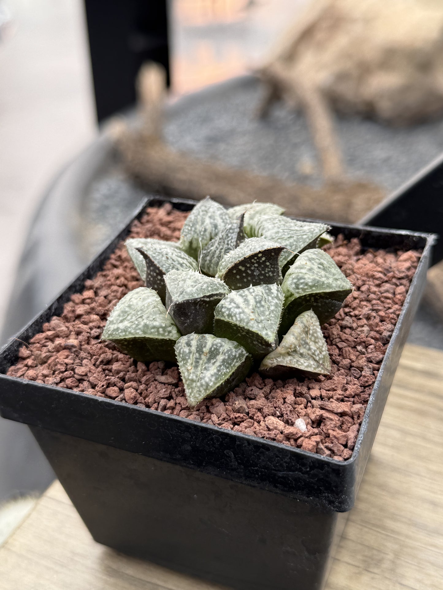 Haworthia ‘Snow Scene’