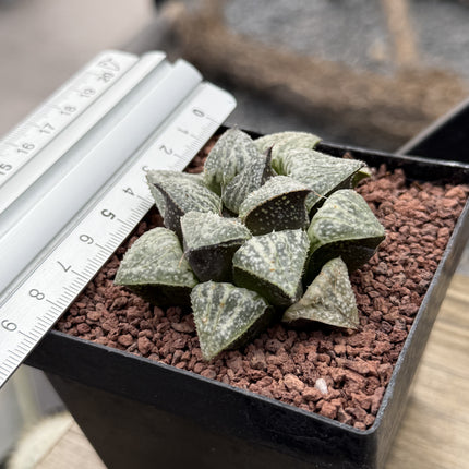 Haworthia ‘Snow Scene’