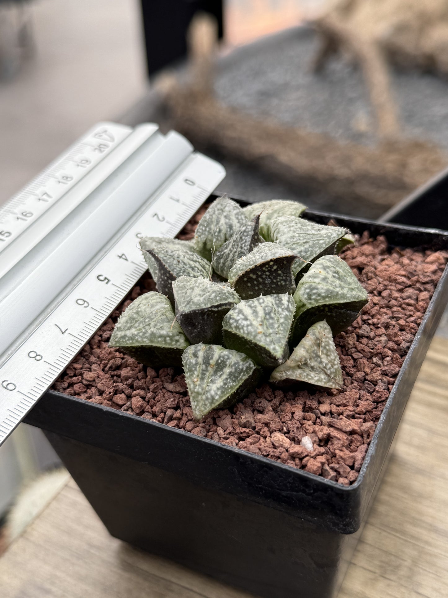 Haworthia ‘Snow Scene’