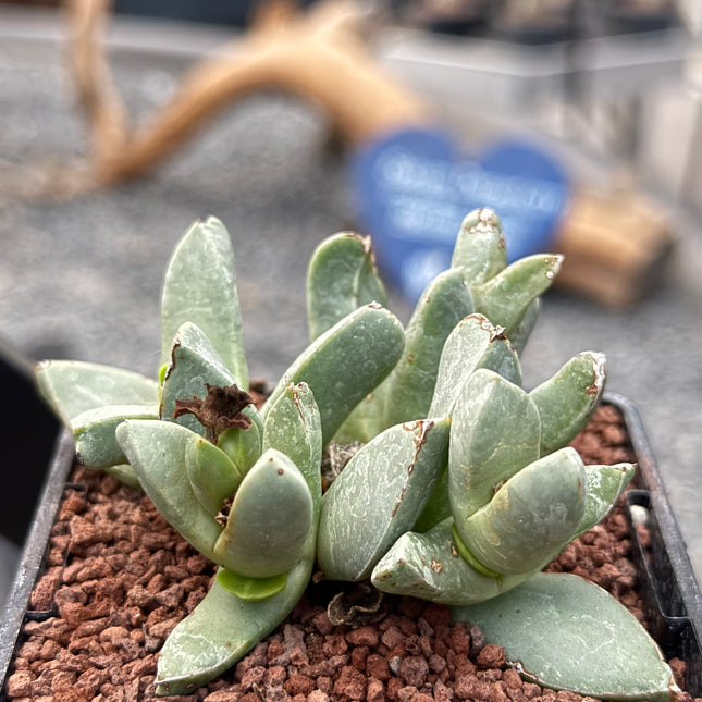 Schwantesia acutipetala