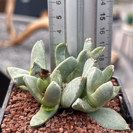 Schwantesia acutipetala