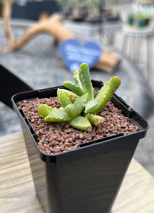 Faucaria tigrina (Wolfsmaul)