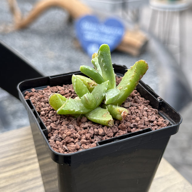 mouth succulent Faucaria tigrina (Wolf's mouth) – DesertSTORE.es