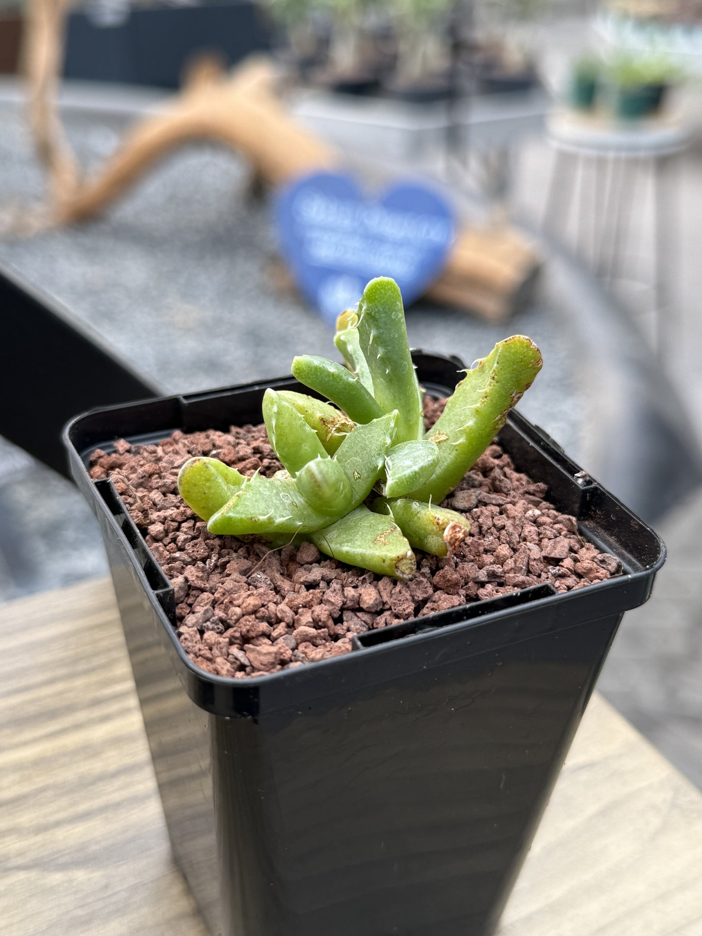 Faucaria tigrina