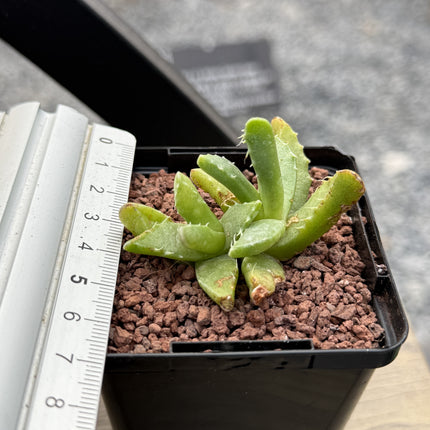 succulent mouth Faucaria tigrina (Wolf's mouth) – DesertSTORE.es