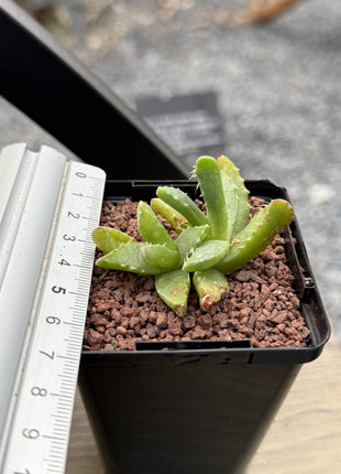 Faucaria tigrina (Wolfsmaul)