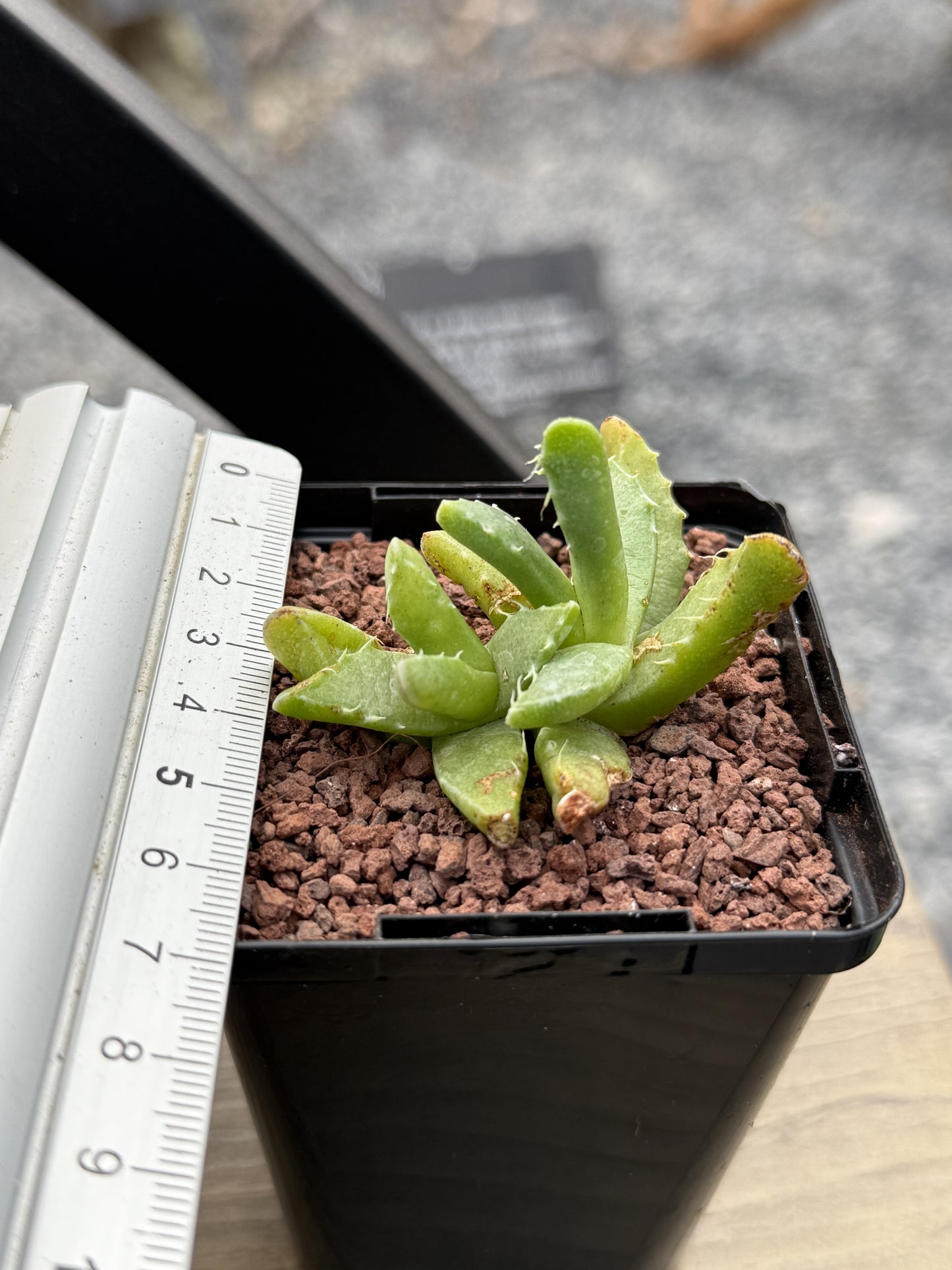 Faucaria tigrina