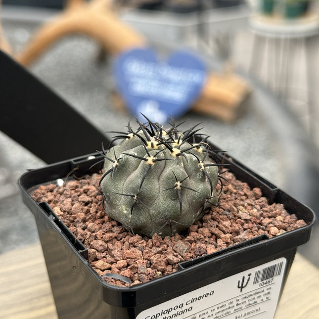 Copiapoa cinerea