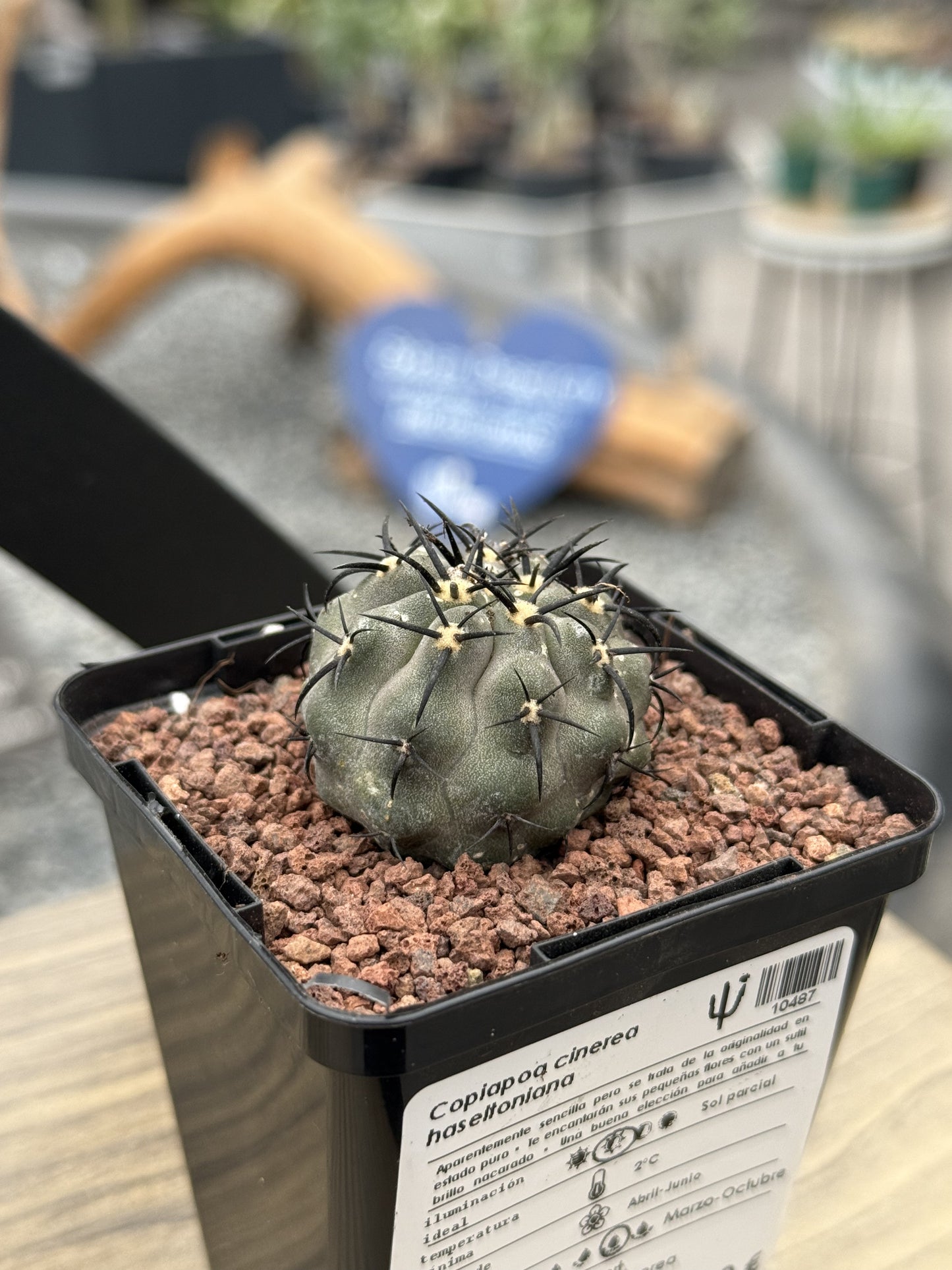 Copiapoa cinerea