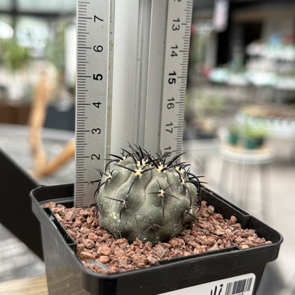 Copiapoa cinerea