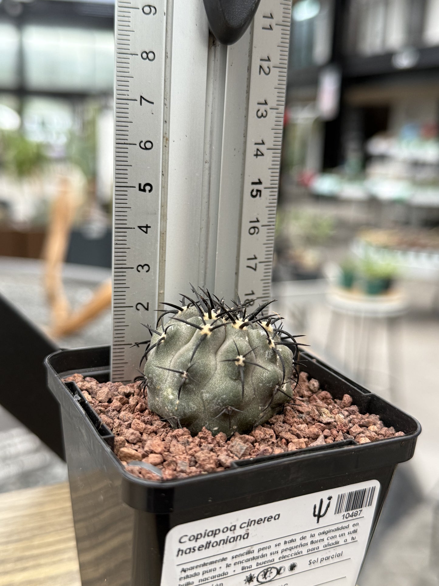 Copiapoa cinerea