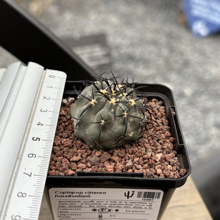 Copiapoa cinerea