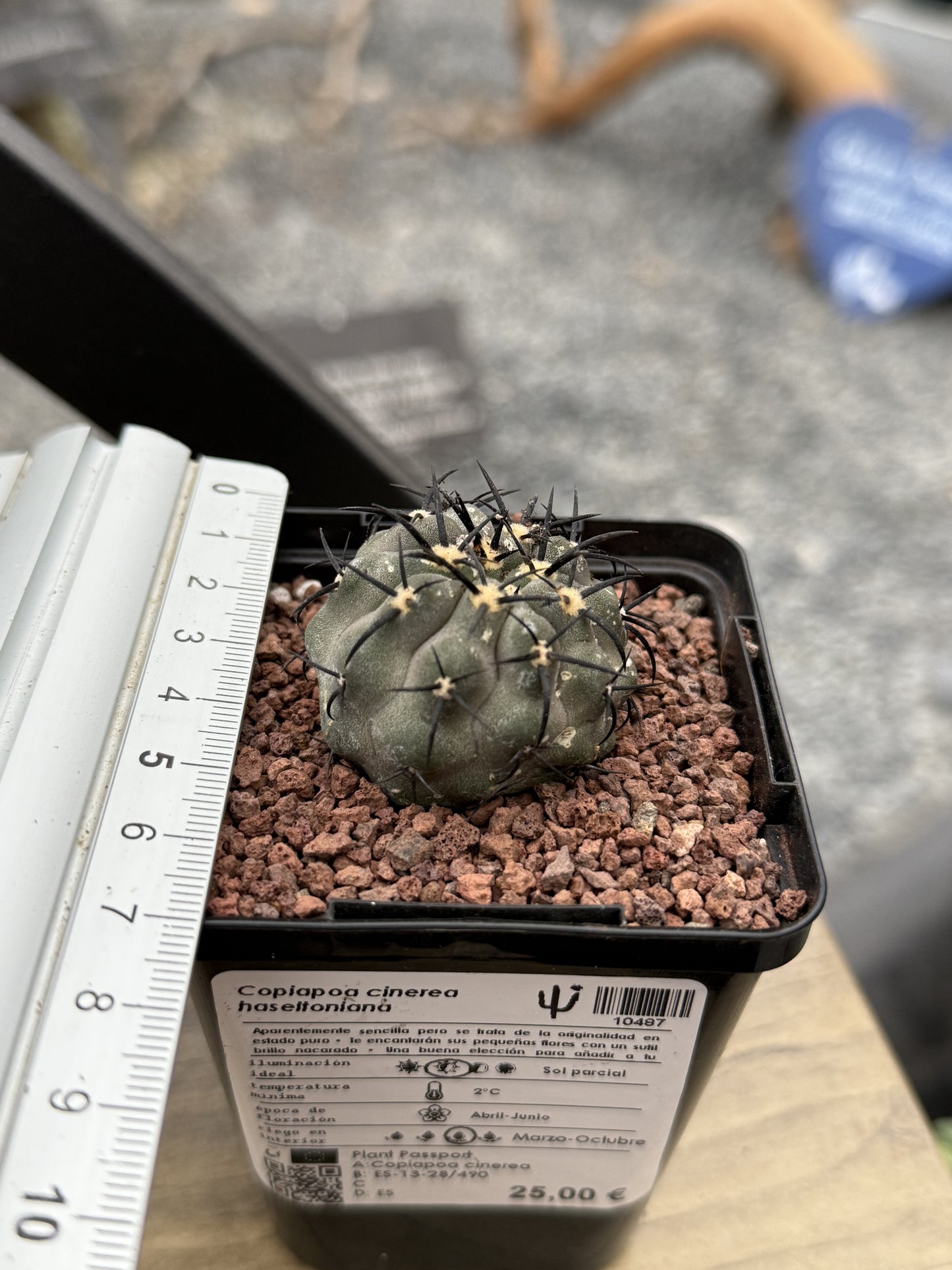 Copiapoa cinerea